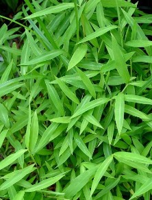 Japanese Stiltgrass (Microstegium vimineum)